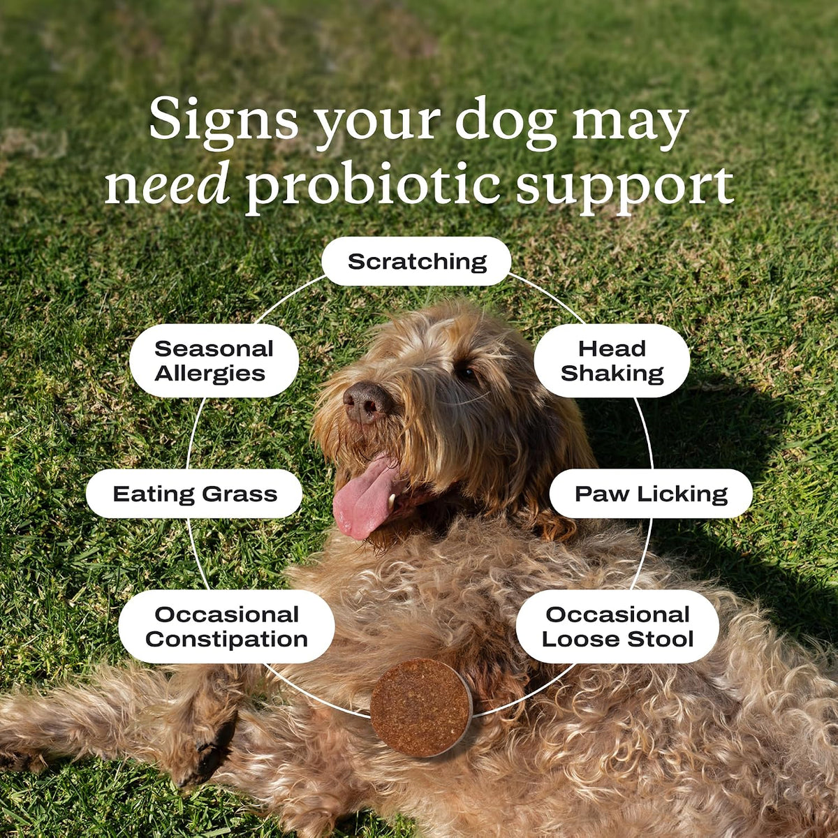 PetLab Co. - Gut & Allergy Support Bundle: Dog Probiotics for Effortless Gut Health Support & Allergy & Immune Chews for Seasonal Allergy Support – Target paw Licking & Scratching at the Source